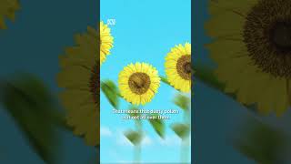 What is pollination  Gardening Australia Jr gardeningaustralia [upl. by Nwahsak]