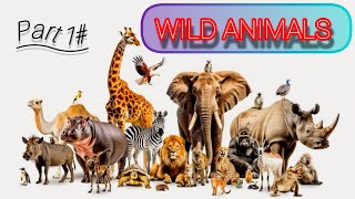 animals  wild animals life amazing video [upl. by Leonore]