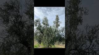 RIFORMA OLIVO ABBANDONATO Come riportare la vegetazione nella parte basale potaturaolivo olive [upl. by Gerhan]