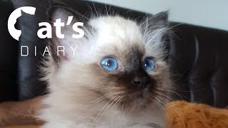 Birman kittens development from 0 to 86 days [upl. by Shue]