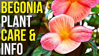 Begonia Plant Care And Info  Begonia Flower Plant Care For Beginners [upl. by Snowman]