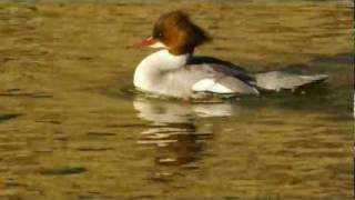 Goosander Mergus merganser ♀  Gänsesäger 1 [upl. by Kinson]