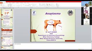 Anaplasma by Dr Ajit Kumar Dept of Parasitology BVC Patna [upl. by Neiviv]