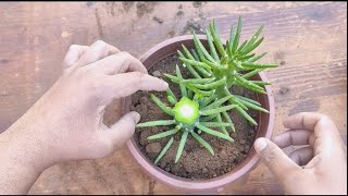 quotGrowing Austrocylindropuntia subulata CactiEves Needle CactusEves Pin Cactus at Homequot [upl. by Eednahs437]