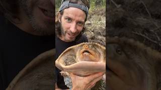 The AMAZING Florida Softshell Turtle turtlehead softshellturtle wildlife [upl. by Gibun]