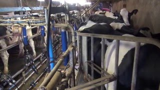 Les différents systèmes de traite des vaches laitières [upl. by Coleville628]