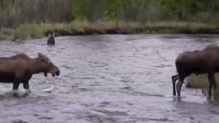 Moose in Rocky Mountain National Park [upl. by Llerruj]