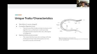 Lab 7 Protostomes Video  BIOL 112 [upl. by Pulling237]