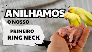 DIA DE ANILHAR O NOSSO PRIMEIRO RING NECK  SABE QUAL A MEDIDA  ringneck RING [upl. by Groveman]