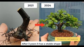 The process of shaping a mini bonsai Diospyros Cathayensis tree [upl. by Brana176]