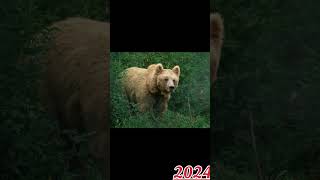 2024 of bear and bear from a few years ago👉🔥shorts shortsfeed viral viralyoutubeshorts ytshorts [upl. by Adao]