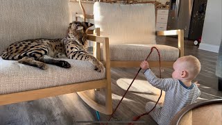 Serval Cat Watches Baby Playing with his Toy [upl. by Henleigh]