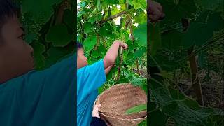 Gambas  Oyong gambas oyong petani garden farmer gardening panen nature vegetables fyp [upl. by Gabler]