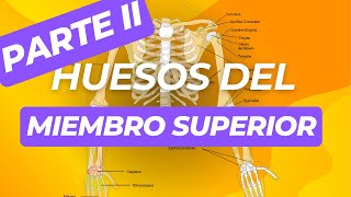 ✔ANATOMIA DE LOS HUESOS DEL MIEMBRO SUPERIOR HUMERO RADIO Y CUBITO  ANATOMIA👍 [upl. by Four]