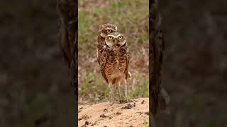 Some quick burrowing owl facts for ya shorts [upl. by Itsrejk154]