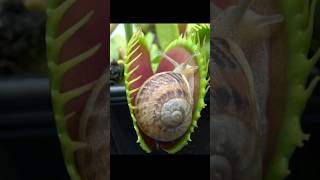 Snail vs Venus Flytrap [upl. by Iruj208]