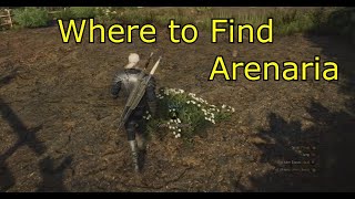 Where to Find Arenaria  The Witcher 3  Where is Arenaria for Specter Oil [upl. by Ydnew]