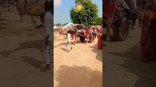 Chalo chale Mitwa camel viral shorts song [upl. by Fabrice]