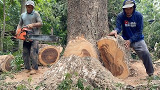 Most powerfull chainsaw‼️ Husqvarna 3120xp cut down tree beside the village road [upl. by Dyal]