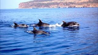 DELFINICAPODOGLI BALENE ED ALTRI CETACEI SICILIA  CETACEANS IN THE SICILIAN SEA [upl. by Vedetta]