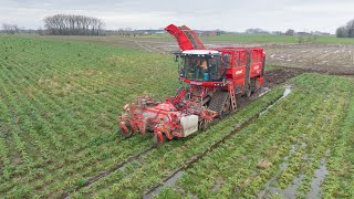 Knolselder rooien in natte omstandigheden  Vervaet Q616  Loonwerken Vereecke  2021 [upl. by Ogu847]