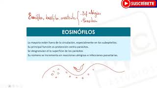 HEMATOLOGÍA Todo sobre los Leucocitos  Funciones Tipos [upl. by Jevon]