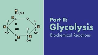 Glycolysis  Biochemical Reactions  MEDZCOOL [upl. by Yrred594]