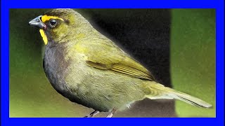 Tomeguín De La Tierra Cantando  Yellowfaced Grassquit Singing  Tiaris Olivaceus [upl. by Assetnoc519]