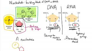 Nucleotide and Polynucleotide formation [upl. by Imeka]