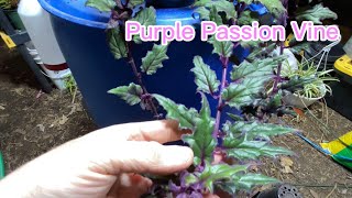 Purple Passion Vine Propagation [upl. by Zink]