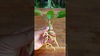 Aglaonema propagationgarden ideaingarden houseplant houseplants garderningtips indoorplant [upl. by Nesyrb]