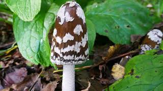 Brielmeersen Paddenstoelen [upl. by Naiviv]