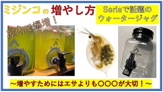 【ミジンコの繁殖】エサより大切なのは〇〇〇だった！ ▶屋内飼育で爆増成功◀ [upl. by Alviani]