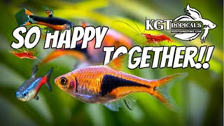 The Most Amazing Fish Combos For A 10 Gallon Aquarium [upl. by Deanna]