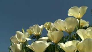 Eschscholzia californica Alba White California Poppy blooming  פרג קליפורניה אלבה פורח [upl. by Bordie]