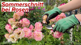 Rosen schneiden im Sommer Das solltest du beim Sommerschnitt deiner Rosen beachten [upl. by Riffle]