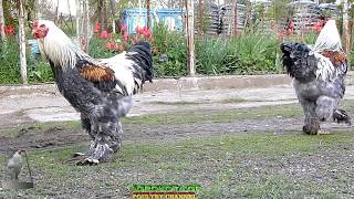 CHICKEN BREEDS  2 Young Brahma BSO Rooster 7 Months old  AGROKOTAGR [upl. by Polk]