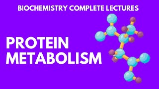 Protein Metabolism Biochemistry  Amino Acids metabolism  Biochemistry full lectures [upl. by Kosel]