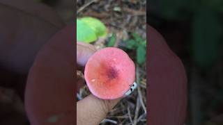 Rosey Russula mushroomlife mushroomlife mushrooming mushroom natural organic nature foraging [upl. by Dev510]