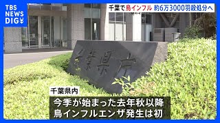 千葉県の養鶏場で高病原性鳥インフルエンザ発生 約6万3000羽を殺処分へ 千葉県内で今シーズン初｜TBS NEWS DIG [upl. by Rednave]