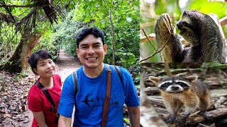 Consejos para visitar el Parque Nacional Cahuita y ver a los animales en libertad [upl. by Fidelas]