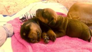 Unique Rottweiler X Rhodesian Ridgeback Mix Puppies [upl. by Varhol]