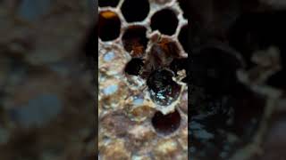 Varroa mite males [upl. by Sivad]