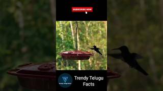 facts birds trendytelugufacts trending trendingshorts shorts shortvideo short video viral [upl. by Klemperer]