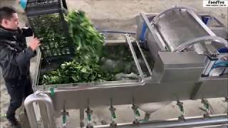 Vegetable or salad washing and air drying line by FoodTec [upl. by Leckie487]