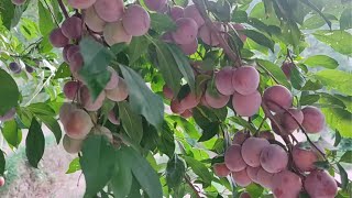 Best variety of Plum l Juicy amp Tasty Variety of Plum l plum fruit stonefruit vngardener l [upl. by Nyrahtak]