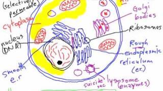 Bio A2 Comparing Plant and Animal Cells [upl. by Ecnaled12]