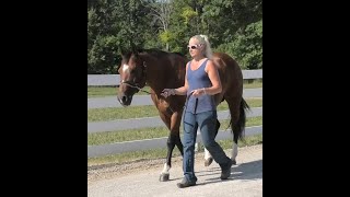 Dees Ms Behavin  2005 Bay AQHA Broodmare  Frosty The Goodbar x Ms Dee Reynolds [upl. by Anatollo]