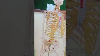 ⭐ Osteology of ClavicleUpper limbLocomotor module Explained on Clavicle Model amp Skeleton🦴 [upl. by Nomolas]