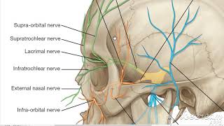 Trigeminal nerve ophthalmic 6 [upl. by Atteiram]